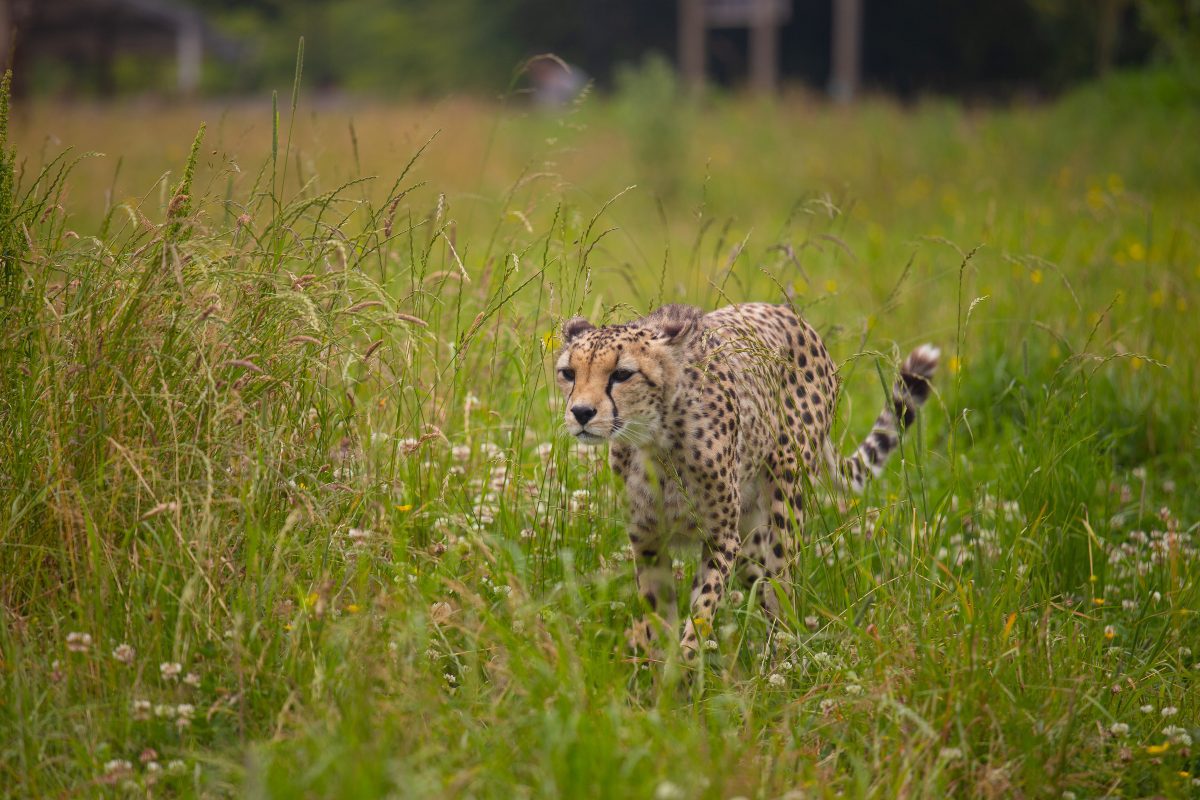 Bristol Zoo Project News Truespeed